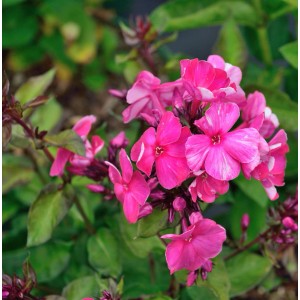 Nahaufnahme der leuchtend pinkfarbenen Blüten der Großen Garten-Flammenblume Deep Purple (Phlox paniculata).