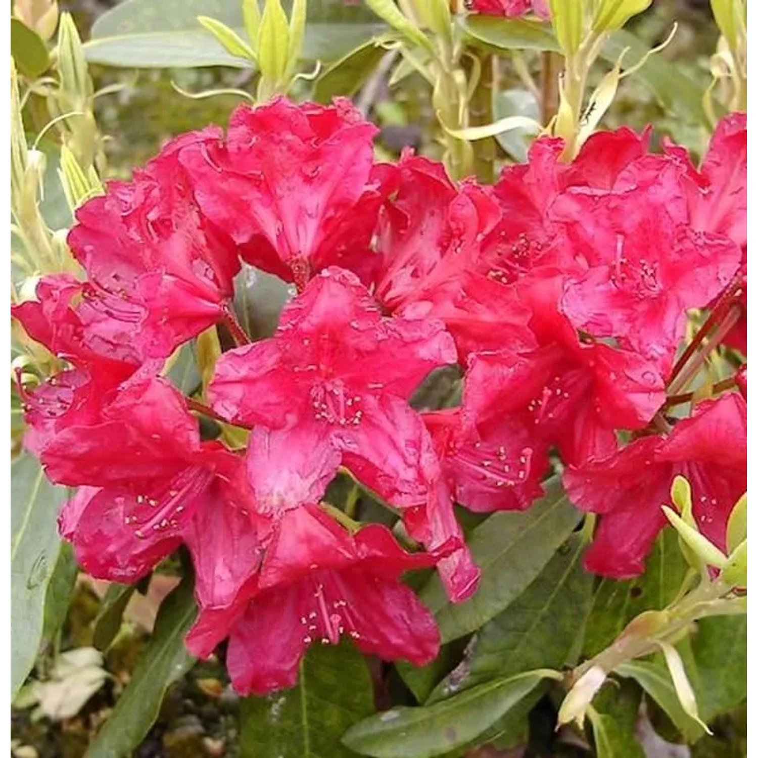 Großblumige Rhododendron Lagerfeuer 50-60cm - Alpenrose