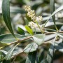 Detailaufnahme eines blühenden Olivenbaum-Stamms (Olea) von GROW by OBI mit grünen Blättern.