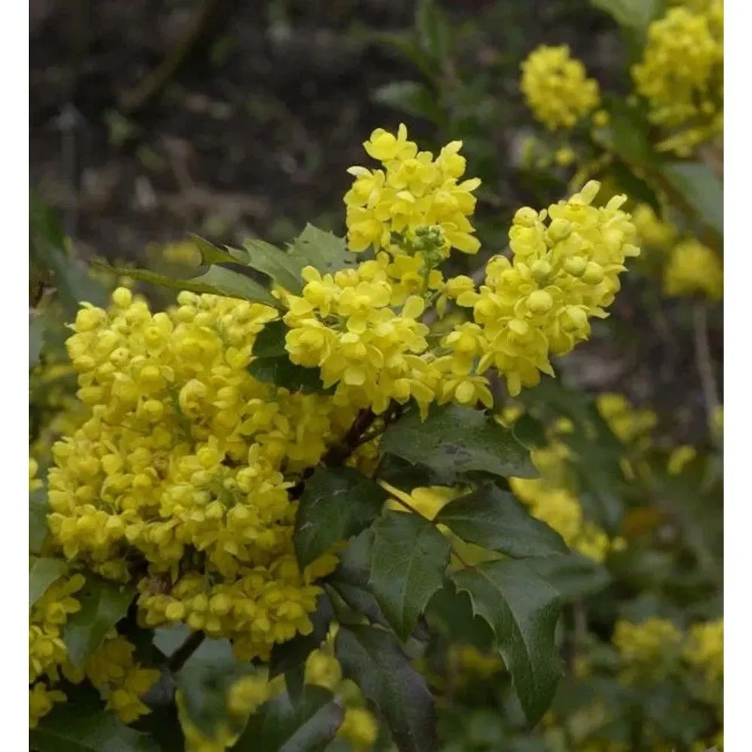 Mahonie 30-40cm - Mahonia aquifolium