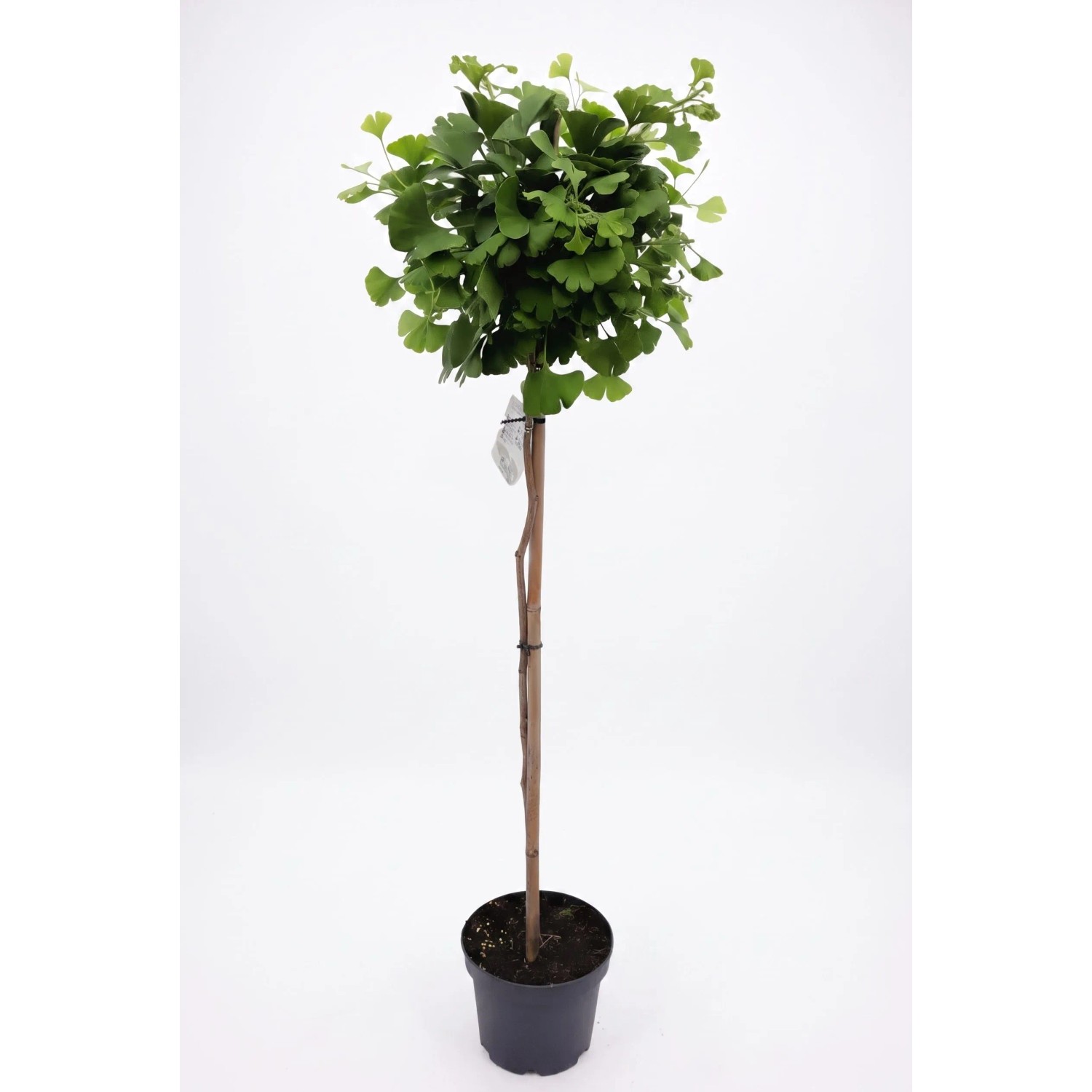 Pflanzen-Boering Ginkgo Mariken Stamm 160-170 cm Winterharter Fächerblattbaum