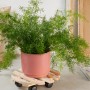 Wagner Multi Roller Kirschblüte mit Pflanze. Rolluntersetzer aus Holz mit Kirschblütenmuster und schwarzen Rollen.