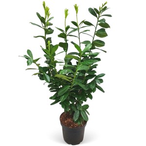 Kirschlorbeer Novita im Topf, ca. 80-100cm hoch, ideal für Hecken.