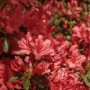 Kriechende Immergrüne Zwerg Azalee Marilee 20-25cm - Rhododendron nakaharai