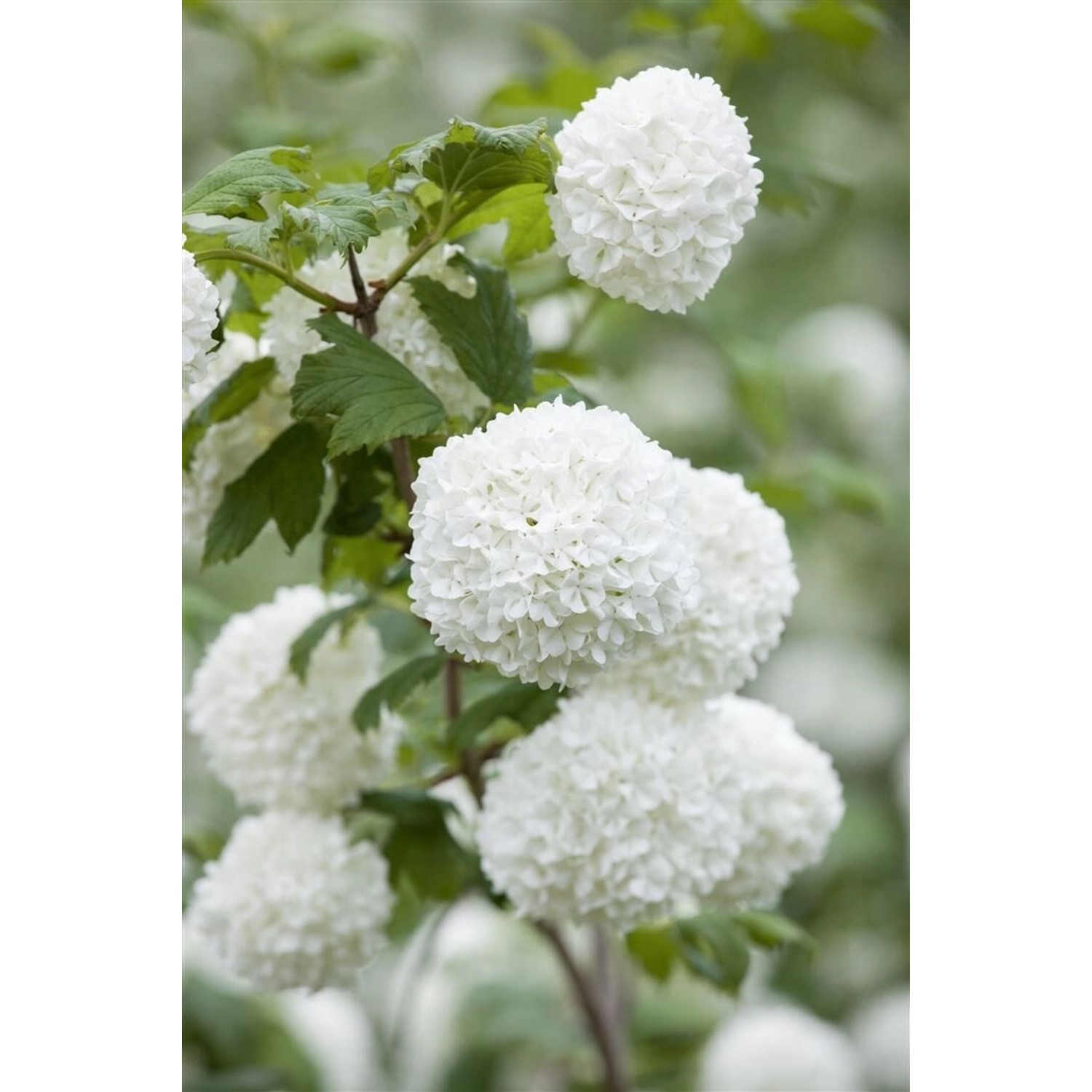 Viburnum Opulus Roseum Schneeball Weiß-Rosa Blüten 30–40 cm günstig online kaufen