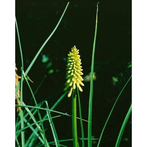 Gelbe Fackellilie (Kniphofia) im Topf, Detailaufnahme der Blüte.