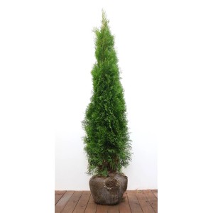 Thuja Smaragd, 150-175 cm, immergrüne Heckenpflanze mit dichter, pyramidenförmiger Form.