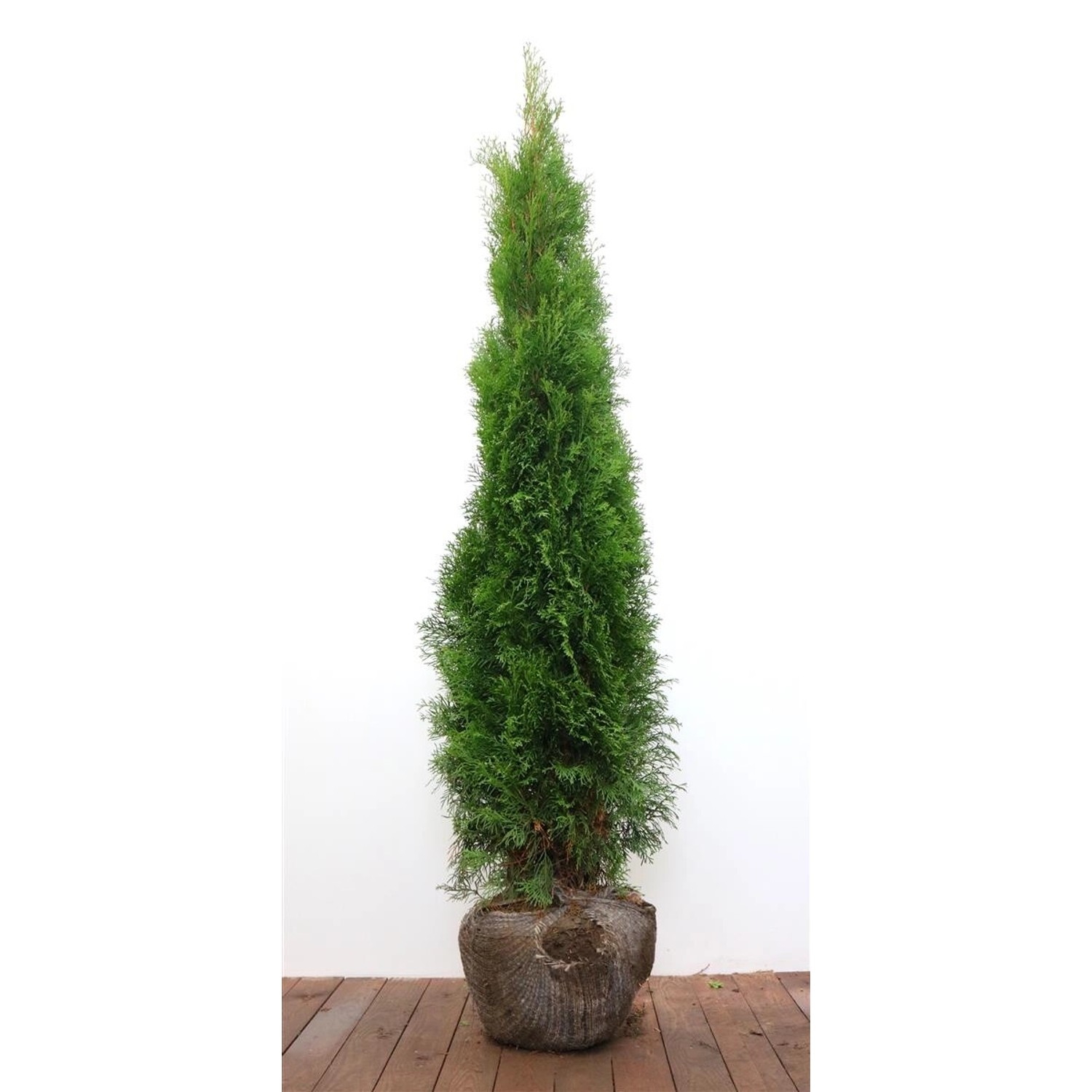 Thuja occidentalis 'Smaragd' 150-175 cm günstig online kaufen