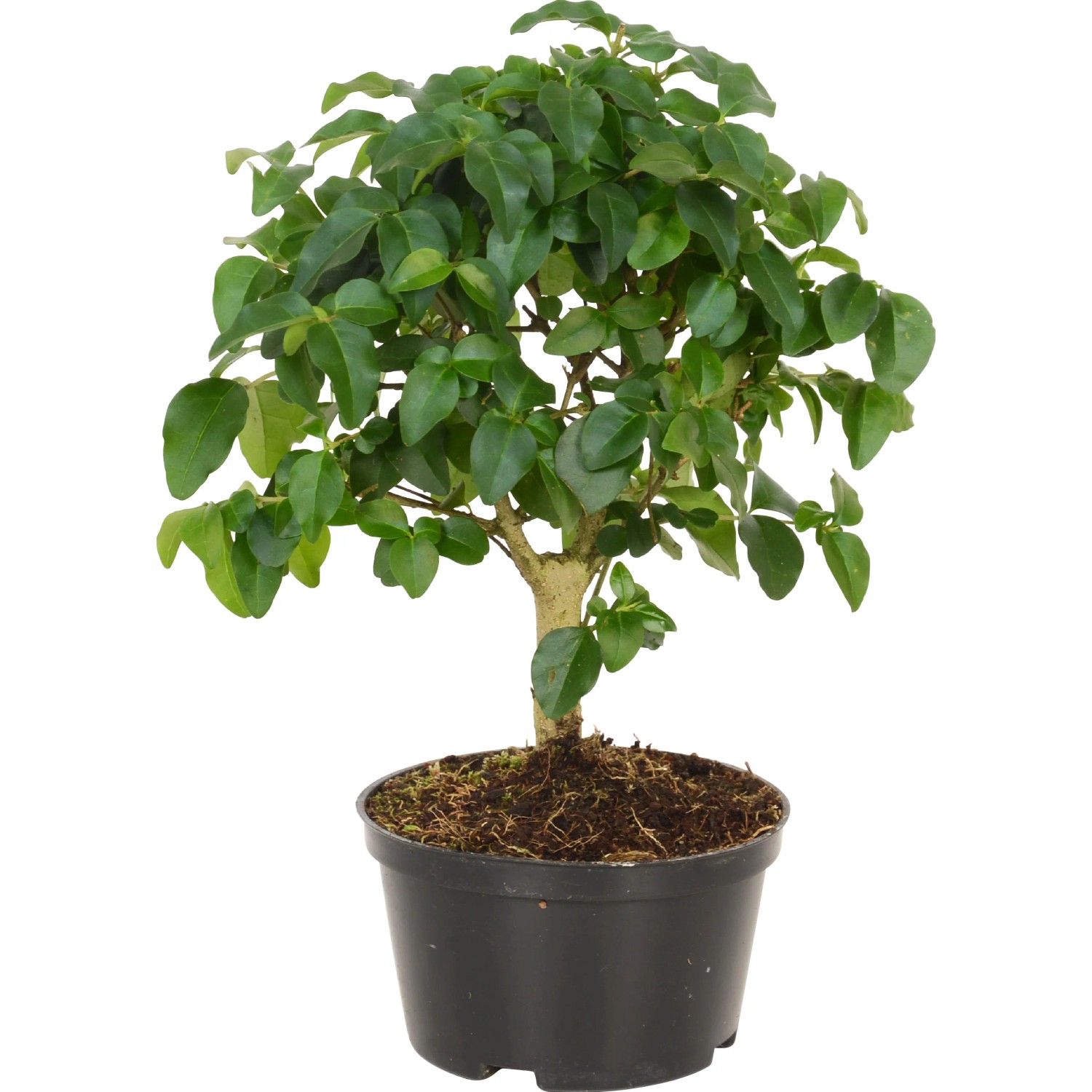 mini farn terrarium Mini Terrarium (fittonia) – Little Fox Lane main image 1