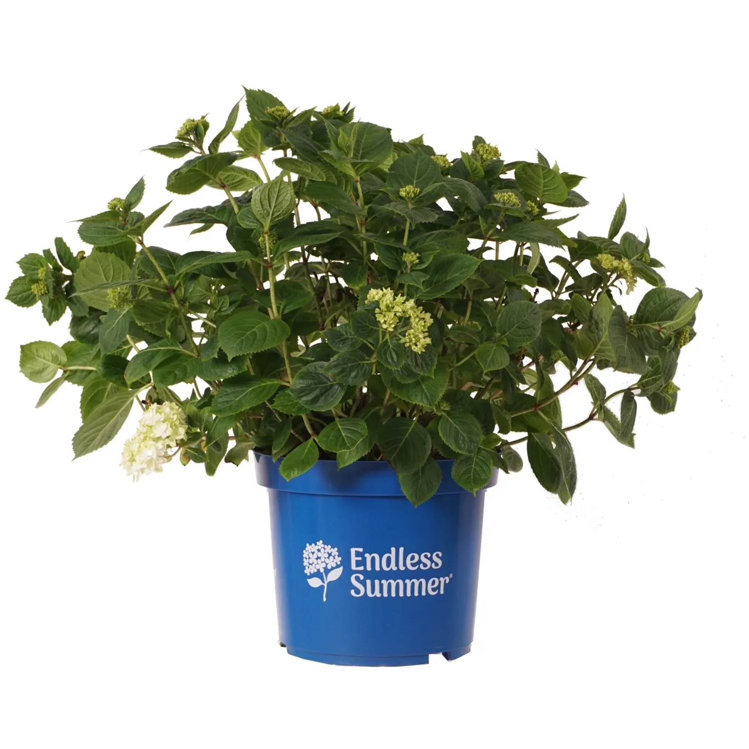 Bauernhortensie „Endless Summer The Bride“ weiß Höhe ca. 50 cm Topf ca. 12 l