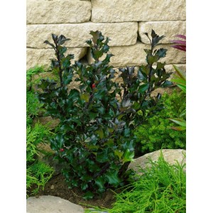 Buschige, dunkelgrüne Ilex 'Heckenblau' (60-80cm) als Heckenpflanze im Garten.
