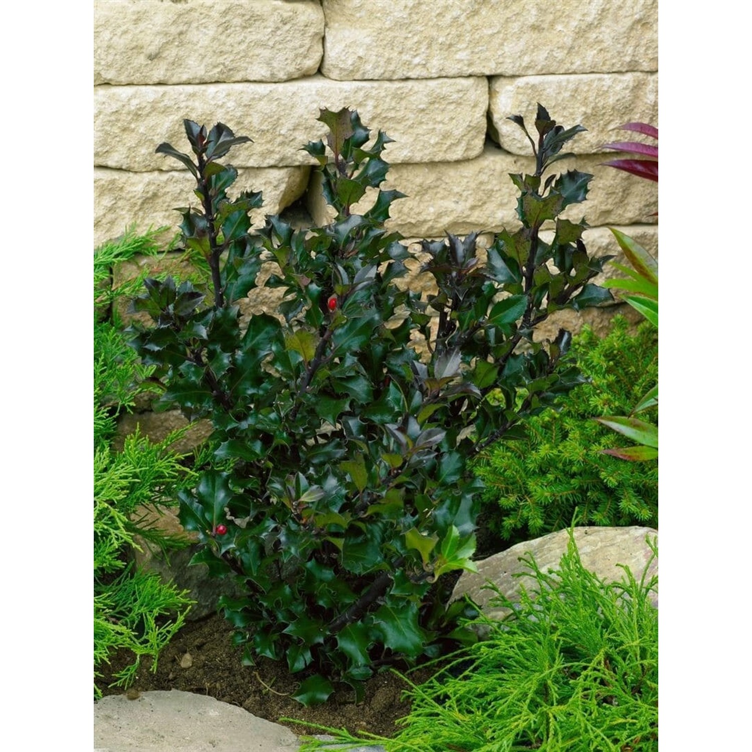 Ilex meserveae 'Heckenblau' -R- 60-80 cm günstig online kaufen