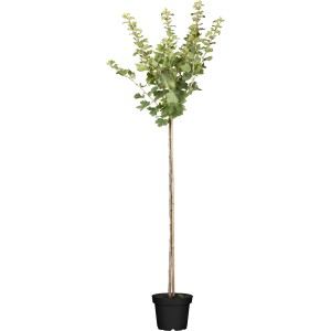 OBI Bio Stachelbeere Hochstamm Rot im Topf, ca. 80-100cm hoch.