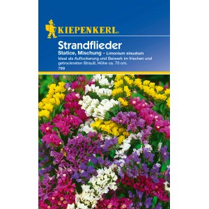 Kiepenkerl Strandflieder Statice-Mischung, mehrfarbig. Blumensamen für farbenfrohe Blumensträuße.