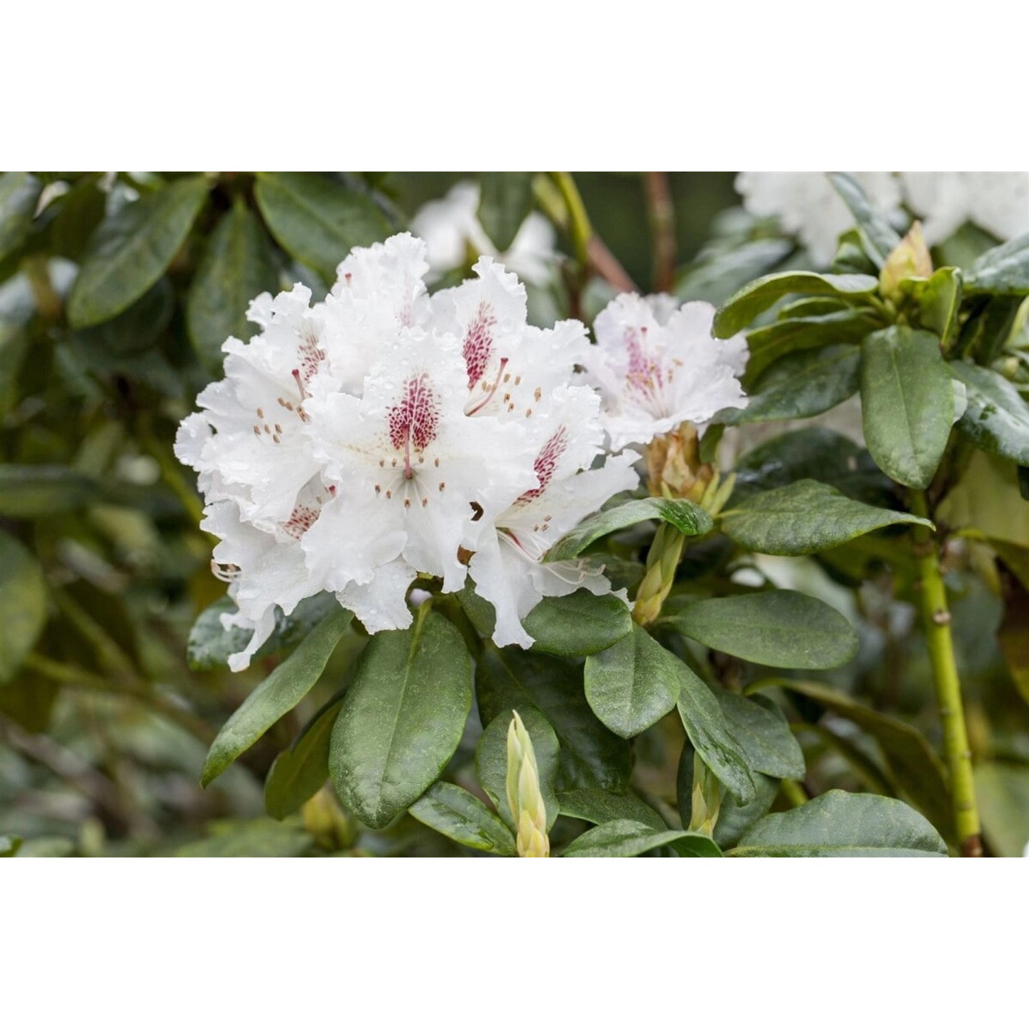 Rhododendron Hybr. Schneeauge Weiß 30–40 cm günstig online kaufen