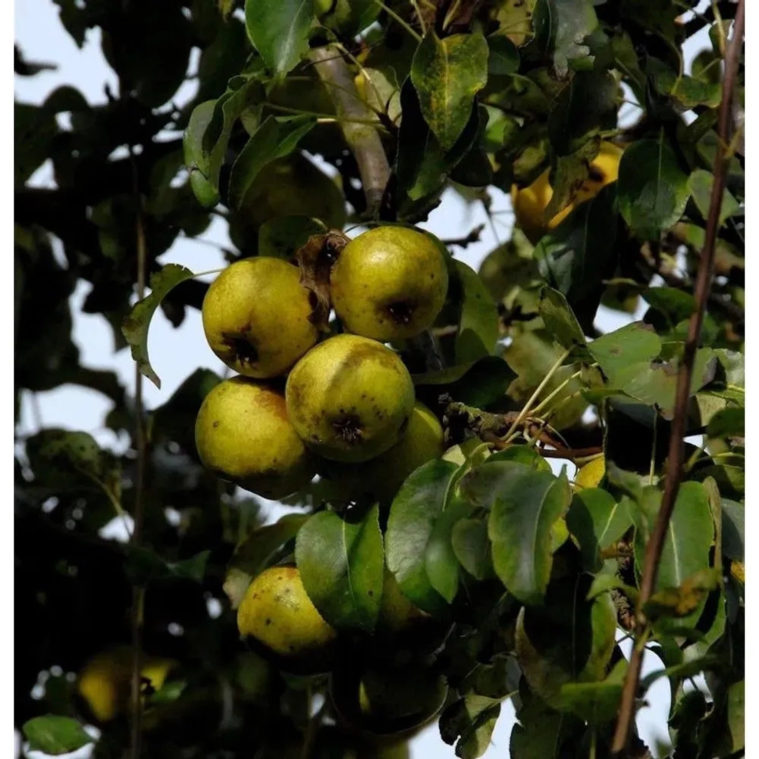 Birne Doppelte Philippsbirne 60-80cm - saftige und säuerliche Früchte
