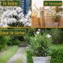 Collage: Weißer Oleander 'Sunny Tree' für Balkon, Terrasse und Garten.