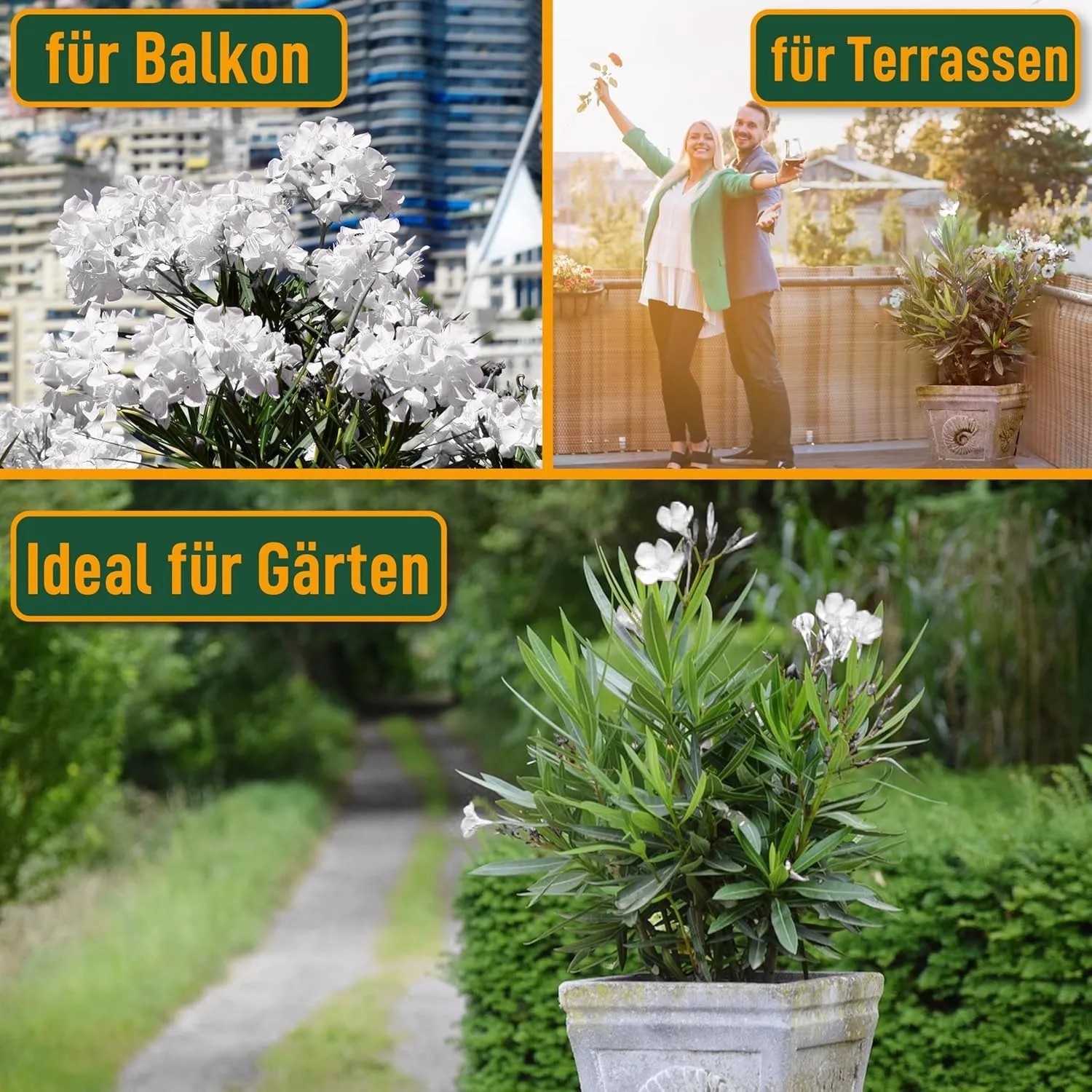 Collage: Weißer Oleander 'Sunny Tree' für Balkon, Terrasse und Garten.