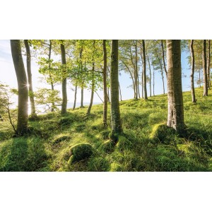 Vlies Fototapete mit Waldmotiv: Zauberhaftes Buchenspektakel für Wandgestaltung, 450x280 cm.