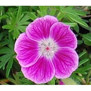 Nahaufnahme einer pinkfarbenen Storchenschnabel Elke (Geranium sanguineum) Blüte vor grünem Laub.