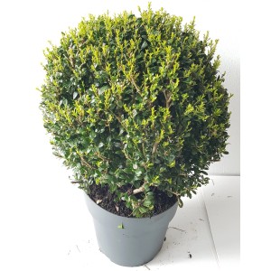 Zwei Ilex Glorie Pflanzen-Boering Kugeln (Ø 30-35cm) im Topf, immergrüne Hausbäume.