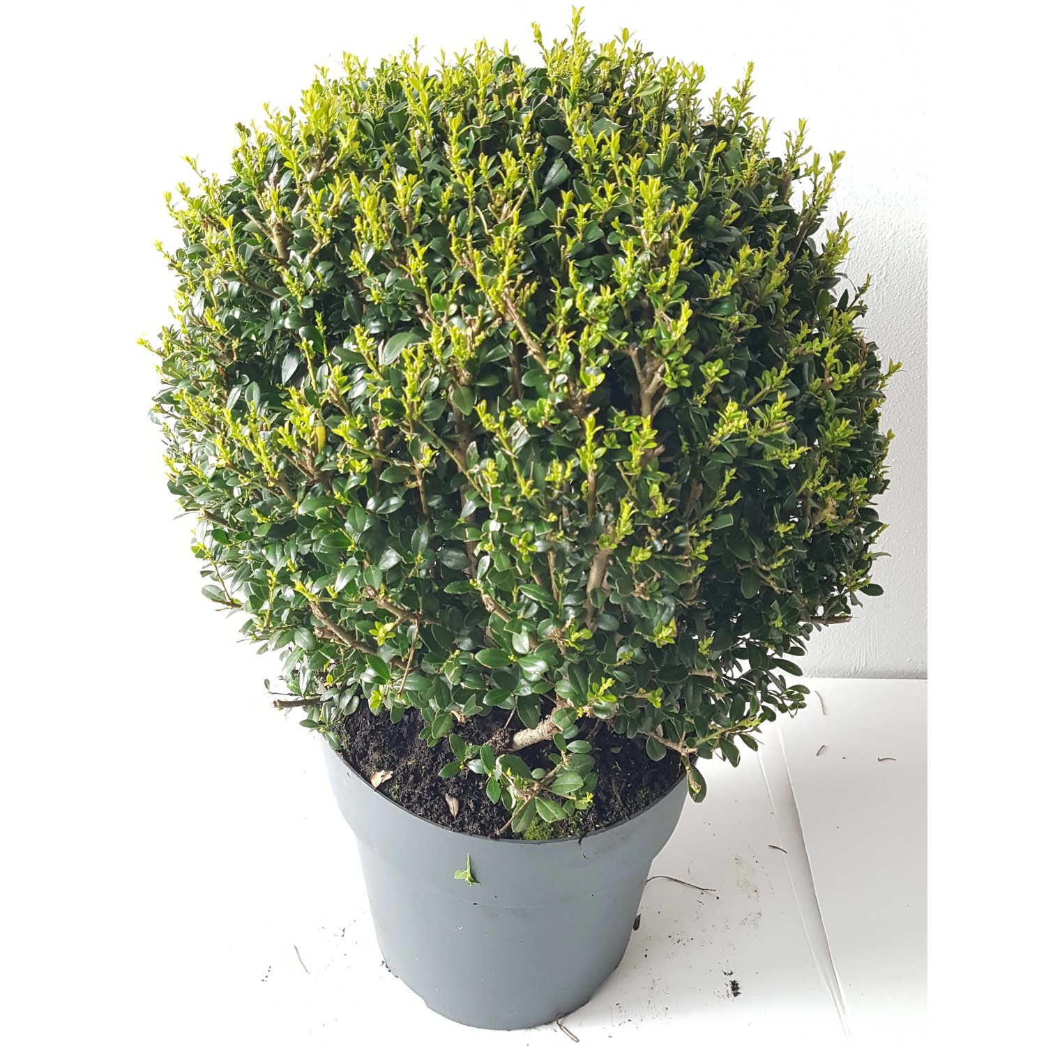 Pflanzen-Boering 2 Stück Ilex Glorie Gem-Kugel Durchmesser 30-35 cm günstig online kaufen