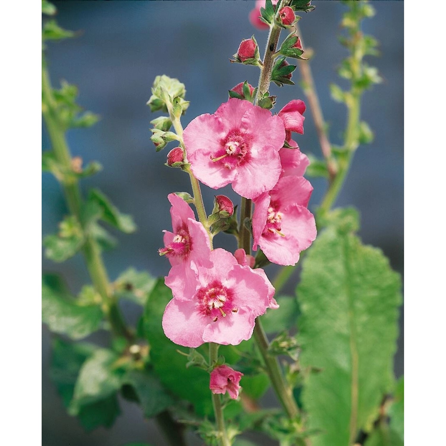 Verbascum X Cult.'Pink Domino' Königskerze Ca. 11x11 cm Topf günstig online kaufen
