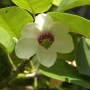 Nahaufnahme einer weißen Sommer Magnolie (Magnolia sieboldii) Blüte mit grünen Blättern.