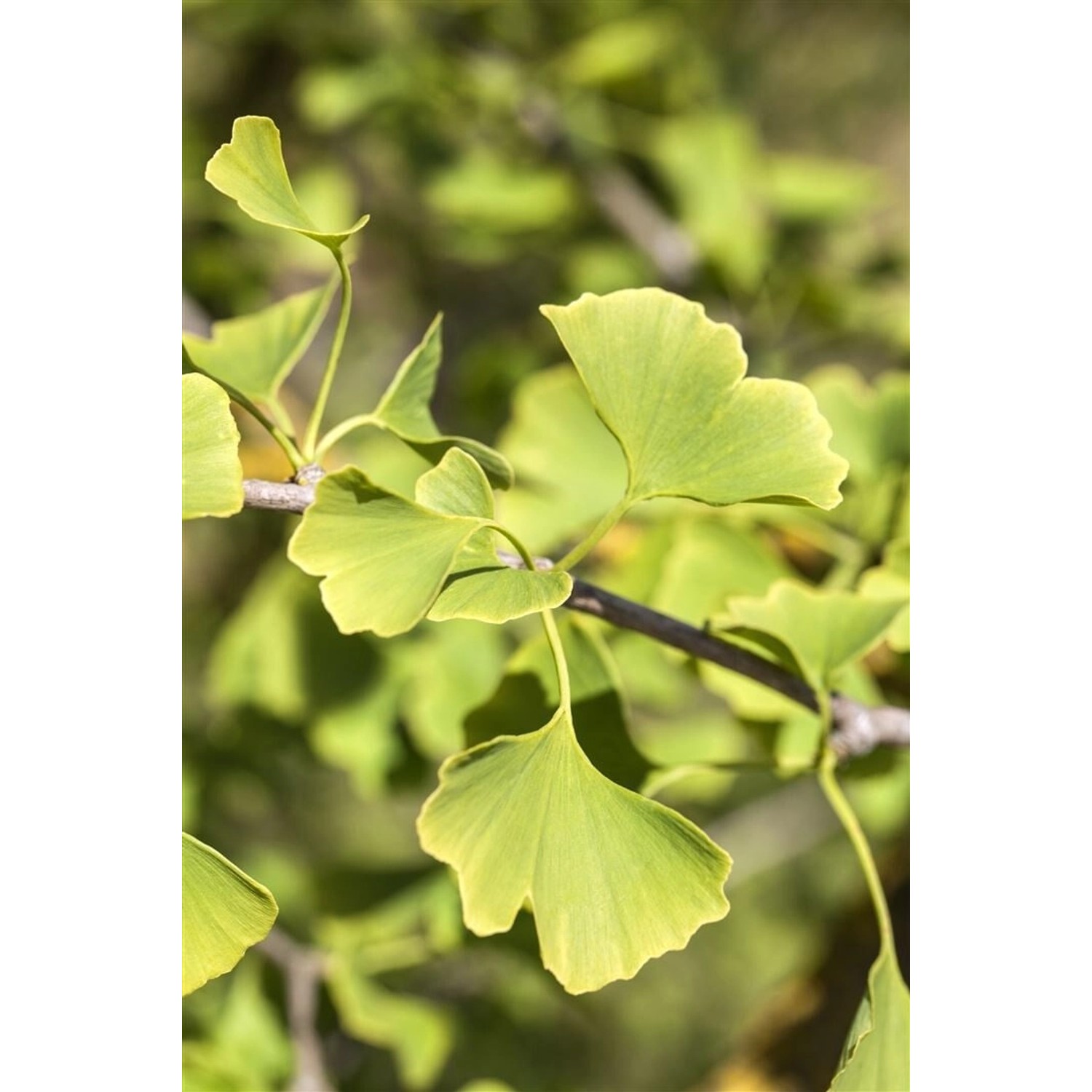 Ginkgo Biloba Denise Fächerblattbaum 125–150 cm günstig online kaufen