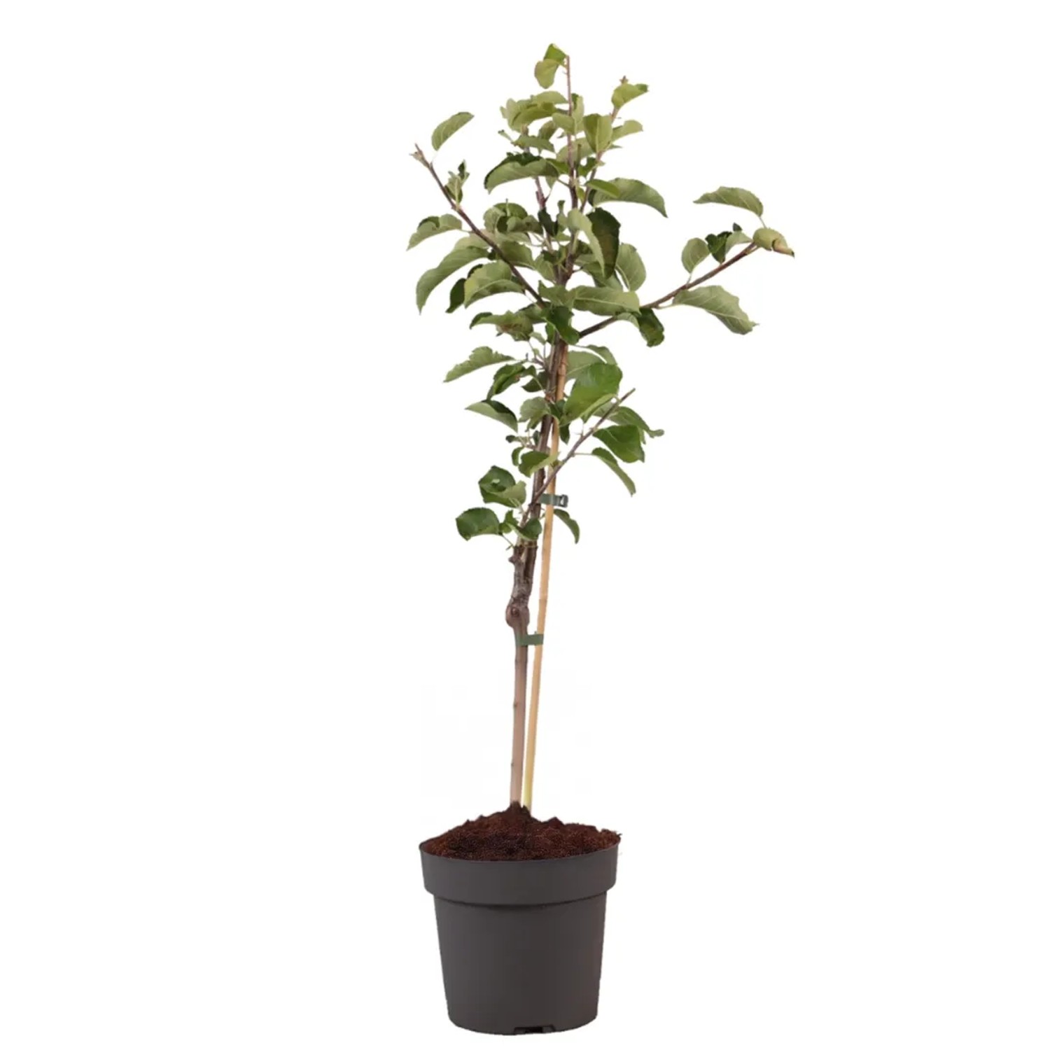Plant In A Box Apfelbaum  Malus Domestica 'Elstar' Höhe 90cm Ø21 Rot