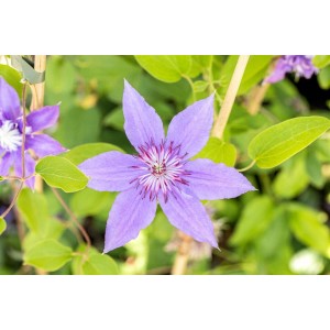 Nahaufnahme der gefüllten, lila Blüte der Clematis Hybride Diamantina Kletterpflanze.