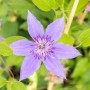 Nahaufnahme der gefüllten, lila Blüte der Clematis Hybride Diamantina Kletterpflanze.