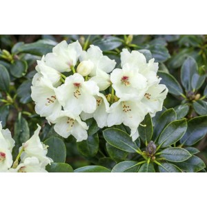 Gelber Rhododendron Yakushimanum Flava mit grünen Blättern und hellgelben Blüten.