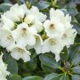 Gelber Rhododendron Yakushimanum Flava mit grünen Blättern und hellgelben Blüten.