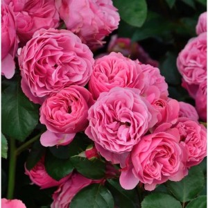 Nahaufnahme der Malerrose Leonardo da Vinci mit pinkfarbenen Blüten.