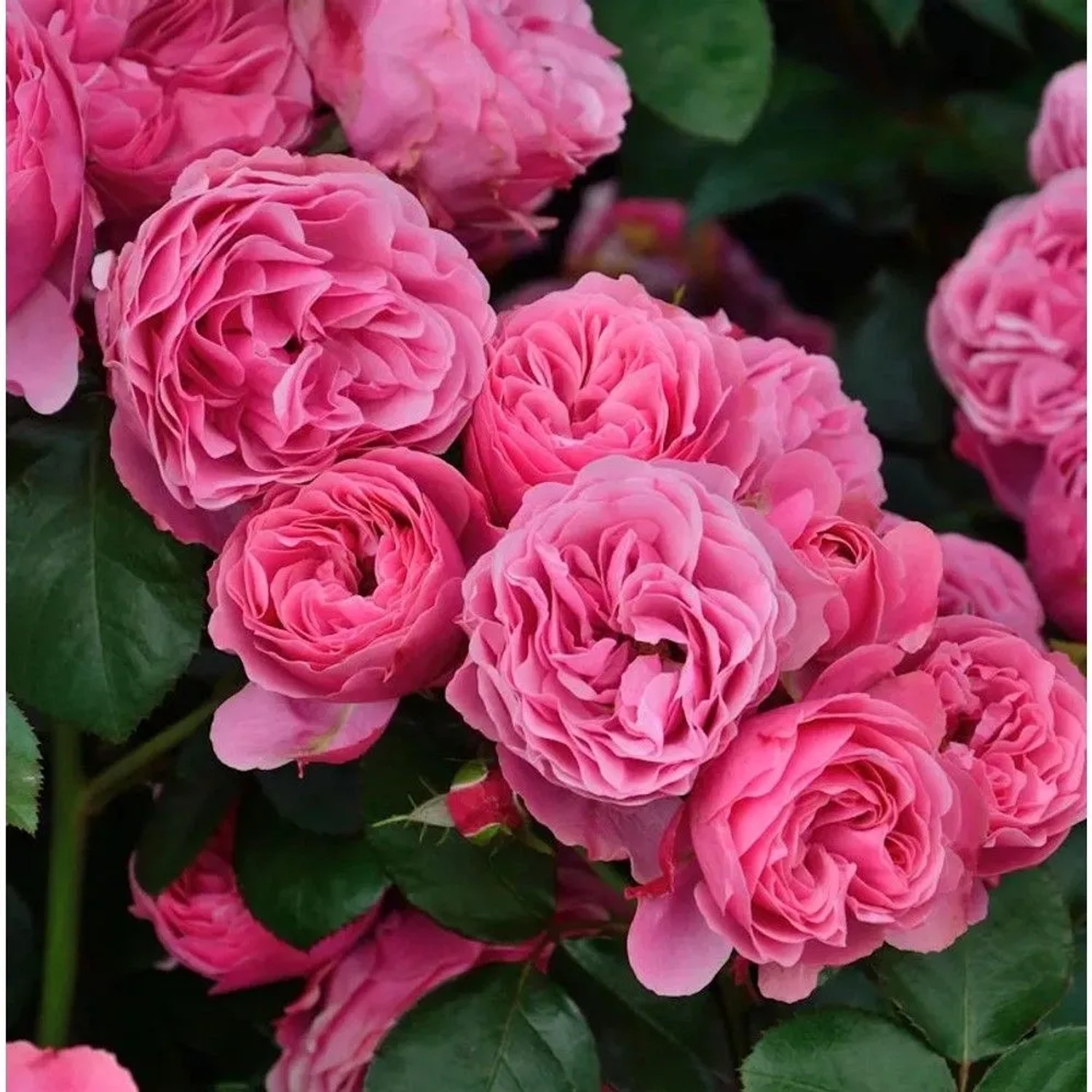 Malerrose Leonardo da Vinci 30-60cm