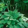 Blaublattfunkie 'Big Daddy' (Hosta Sieboldiana) im Topf mit blaugrünen Blättern und Blütenknospen.