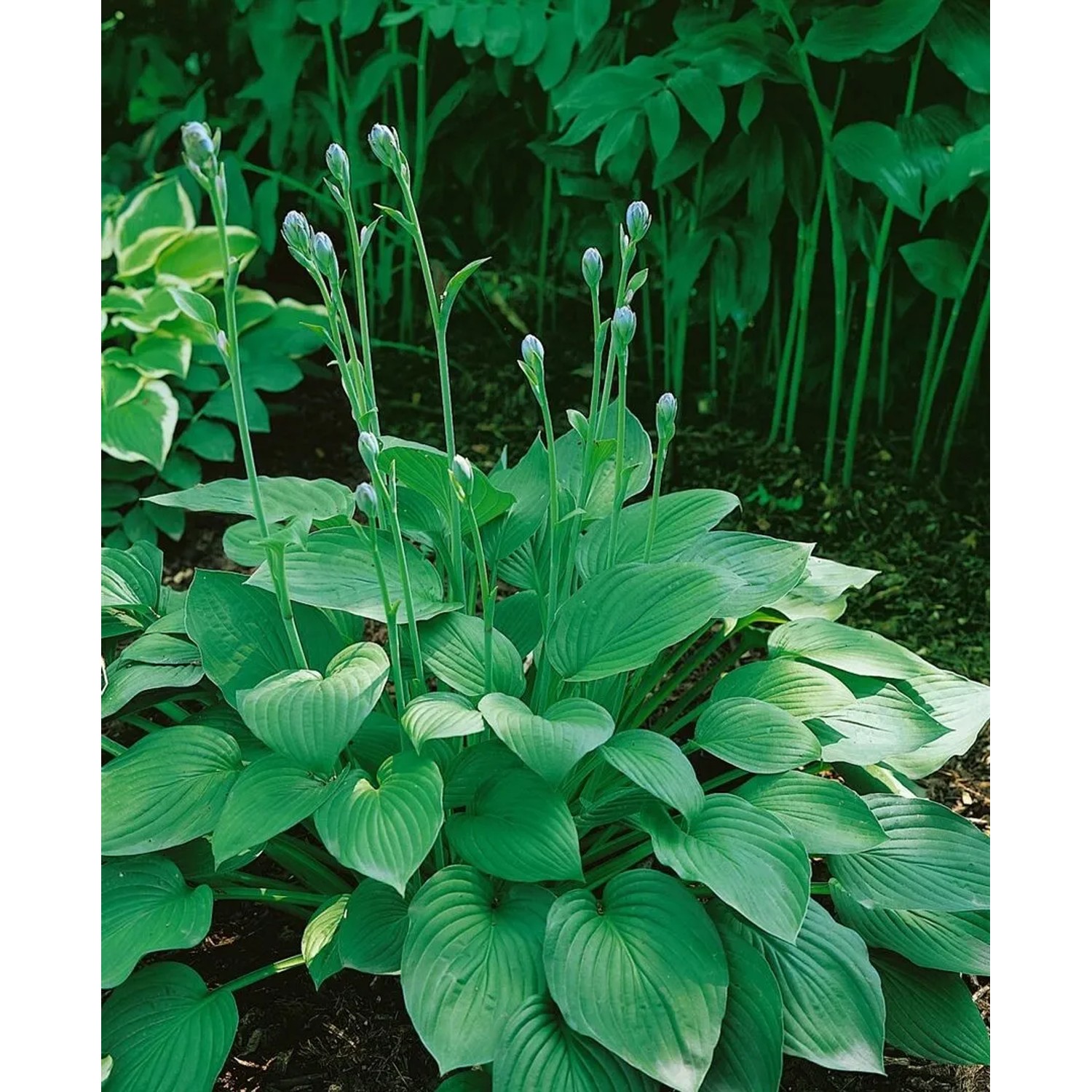 Blaublattfunkie 'Big Daddy' (Hosta Sieboldiana) im Topf mit blaugrünen Blättern und Blütenknospen.