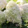 Rispenhortensie Phantom mit weißen Blütenständen im Detail.
