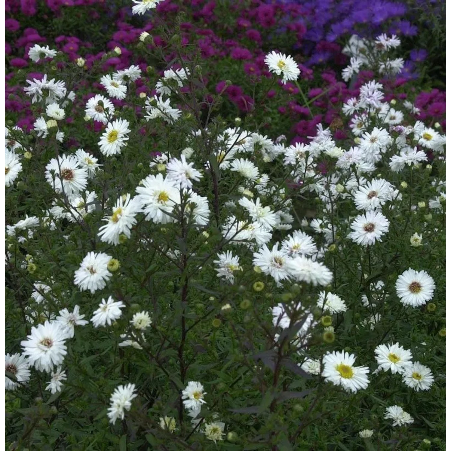 Rauhblattaster Weißes Wunder - Aster novi belgii