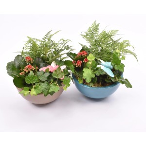 Sommerliches Pflanzen-Arrangement im Keramiktopf (Ø 18cm) mit Kalanchoe, Farn und Efeu.