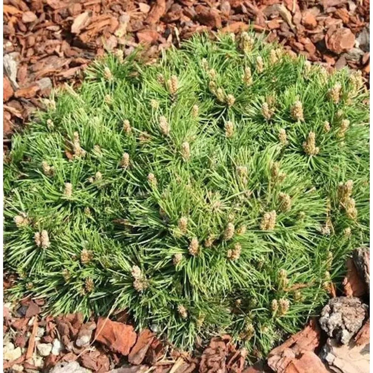 Zwerg Hakenkiefer Grüne Welle 20-25cm - Pinus uncinata