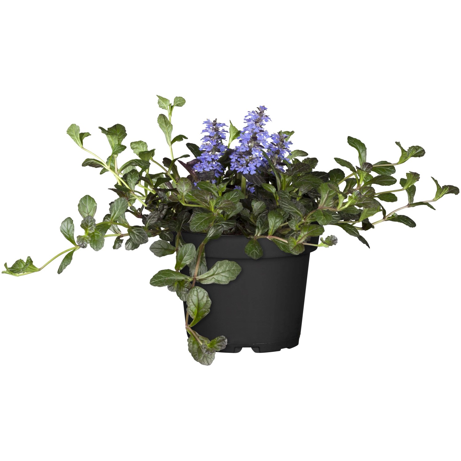 GROW BY OBI Kriechender Günsel Ajuga rep. T13