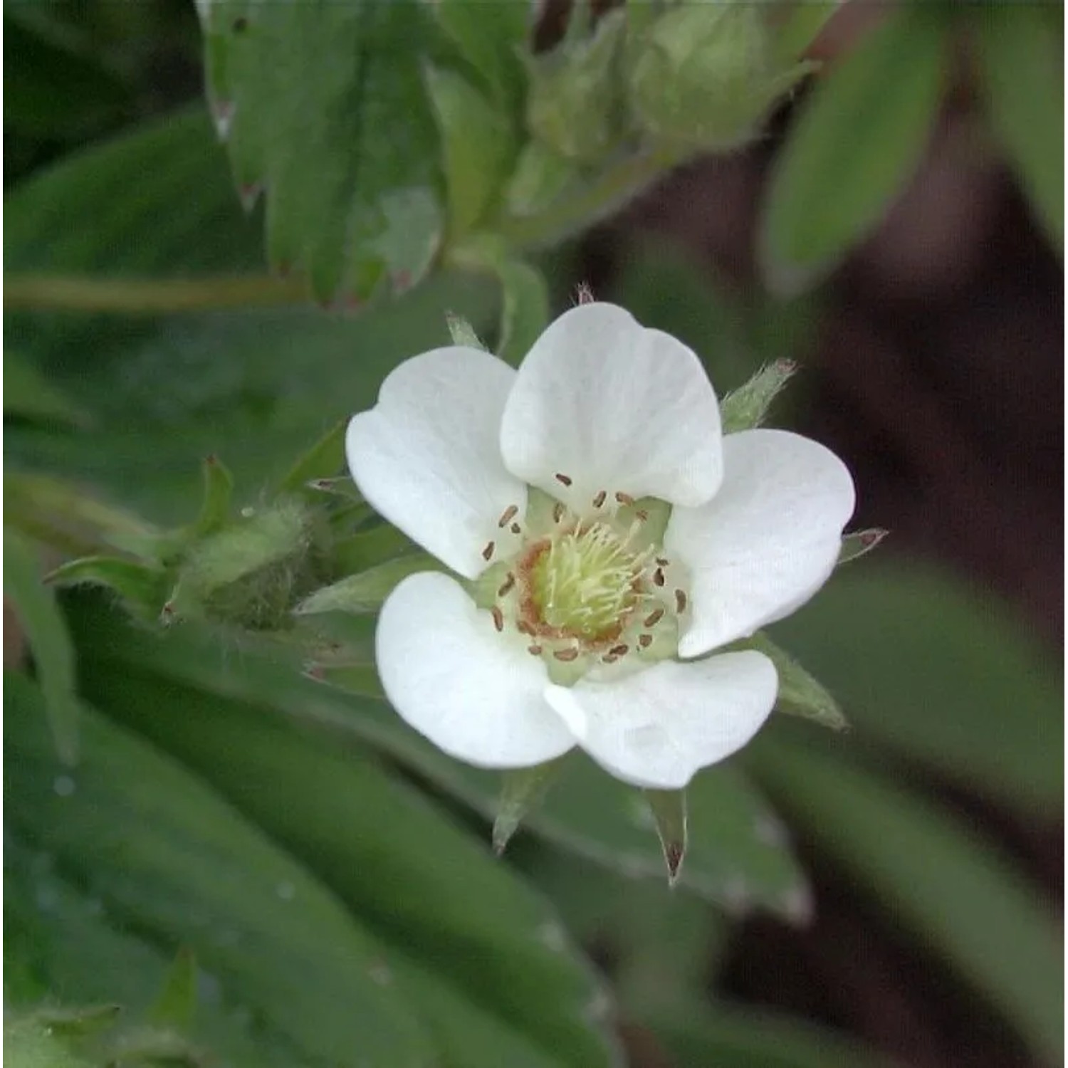 Weißes Fingerkraut Sterilis - Potentilla alba