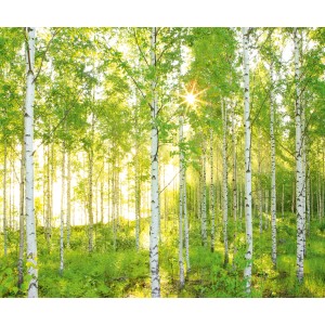 Komar Vlies Fototapete Sunday: Birkenwald mit Sonnenschein, ideal für Wohn- und Schlafzimmer.