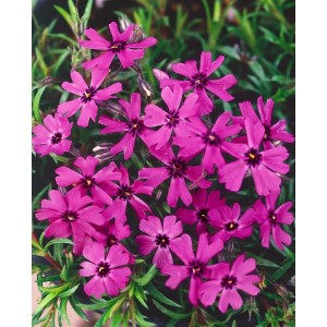 Purpurroter Teppichphlox (Phlox subulata 'Atropurpurea') im 9x9 cm Topf, Nahaufnahme der Blüten.