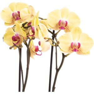 Gelbe Schmetterlingsorchidee Asian Gold im Topf, ca. 60-70 cm hoch. Zimmerpflanze mit violetten Akzenten.