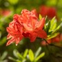 Leuchtend gelber Rhododendron Luteum Fanal (70–80 cm) mit Blüten.