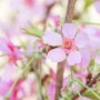 Nahaufnahme der rosa Blüten einer Prunus Okame Zierkirsche am 100 cm Stamm.