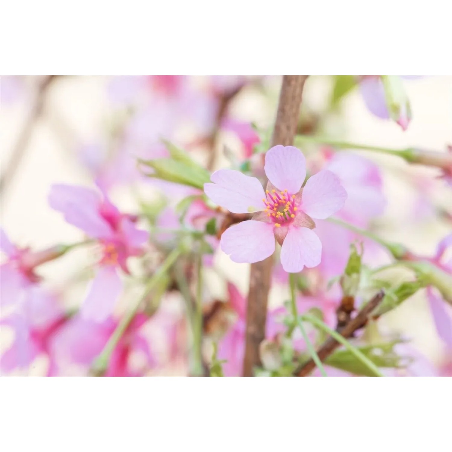 Nahaufnahme der rosa Blüten einer Prunus Okame Zierkirsche am 100 cm Stamm.